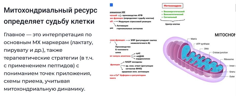 Юлия Блюм - Митохондрии